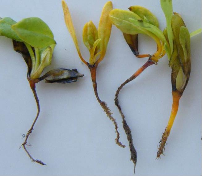 Fodder beet diseases - rhizoctonia solani