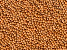 Agricote Brassica