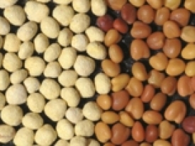 Agricote clover