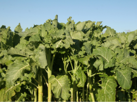 Bombardier-Kale.png