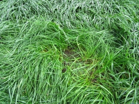 Caption_Grass-that-is-too-long-loses-quality-fast-WEB.jpg