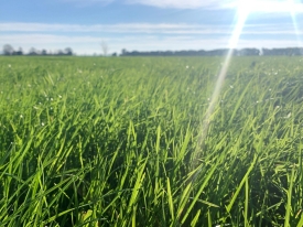 Cool sun pasture (2).jpg