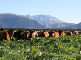 Cows wintering on kale in canty.png