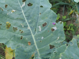 Diamond Back Moth_Kale 3 header