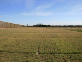 Dry-summer-ryegrass-trial-differences.jpg