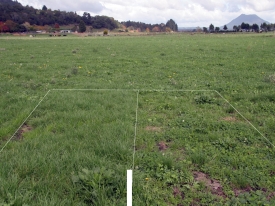 Endophyte insect control ratings heading 