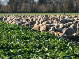 Ewe-hoggets-on-winter-crop-Canterbury-scaled.jpg