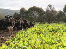 Fodder-beet-general-24-May-2017-3-scaled.jpg