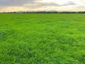 Maxsyn-4front-mix-LUDF-ready-3rd-grazing_Feb21-modified-1-scaled.jpg