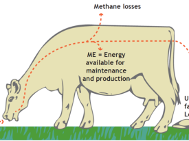 Pg 120 - Pasture feed value - Metabolisable engergy (ME) - Image.png
