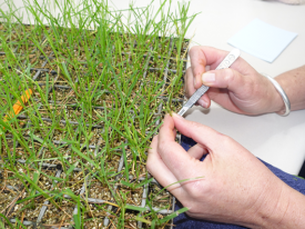 Seedling grow out tests.png