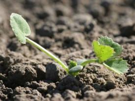 White clover germinates.jpg