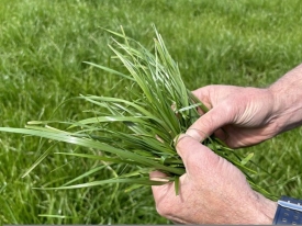 array dairy well-grazed hands SM - Copy.jpg