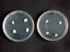 endophyte in agar jar