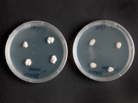Endophytes-on-agar_2012.jpg
