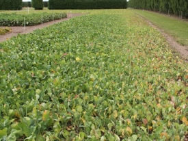Good-vs-Poor-Fertility-Outside-edge-missed-fertiliser-urea-On-S-Jan-09-Winfred-Rape-3_trimmed_modified-scaled-e1743994453366.jpg
