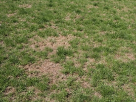 Open-pasture_ideal-for-undersowing_Michael-Shearer_Grubout-paddock_20-Feb15-2.jpg