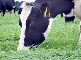 PM-P84_Cows-on-Bealey-LUDF-April08-scaled (2).jpg