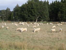 Poor-pasture_Northland_Feb15-2-scaled.jpg