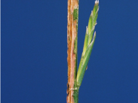Stem rust