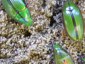 manuka beetle