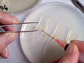 Agar plate w seeds Sm