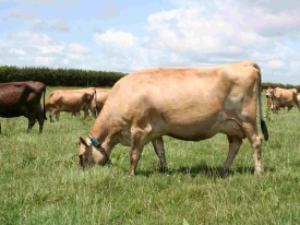 Logan Array grazing SM