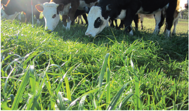 Pg 32 - Hogan annual ryegrass - Sowing Hogan - Photo.png