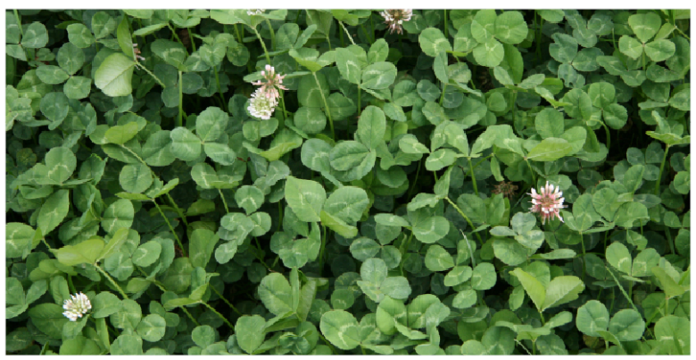 Pg 40 - Kotuku White clover  - Clover photo.png
