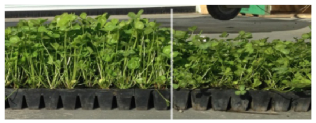 Pg 41 - Kotuku White clover  - Comparison photo.png