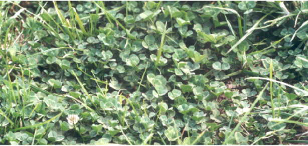 Pg 45- Apex white clover  - photo.png