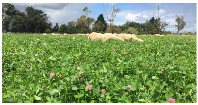 Pg 51 - Morrow red clover  - photo.png