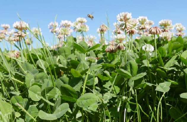Ruru clover plants with bee.png