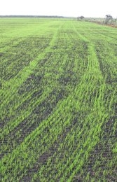 #6--Establishing-perennial-Roller-seeded - Copy.jpg