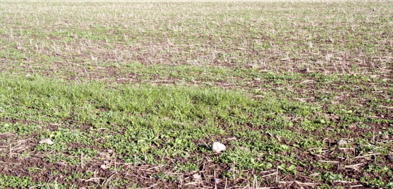 Agricote grass