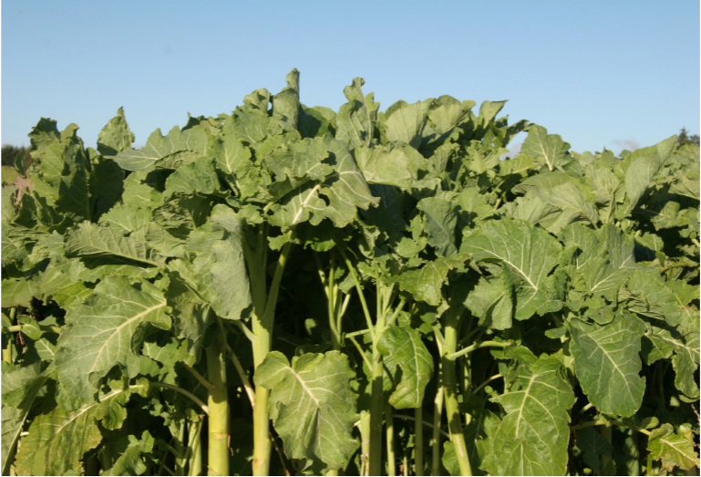 Bombardier-Kale.png