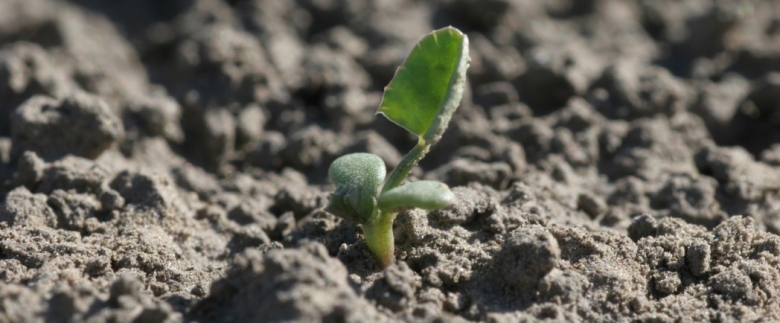 clover seedling
