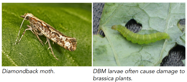 Diamond back moth