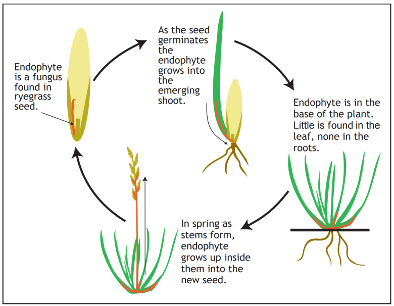 Endophyte life cycle