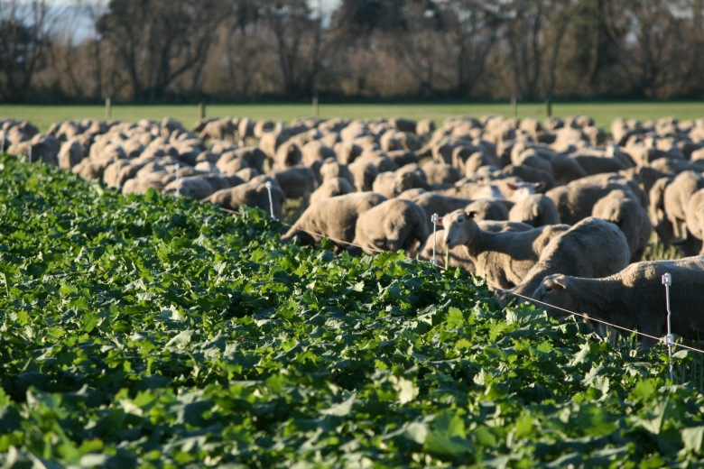 Ewe-hoggets-on-winter-crop-Canterbury-scaled.jpg