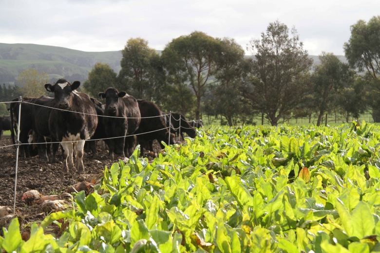 Fodder-beet-general-24-May-2017-3-scaled.jpg