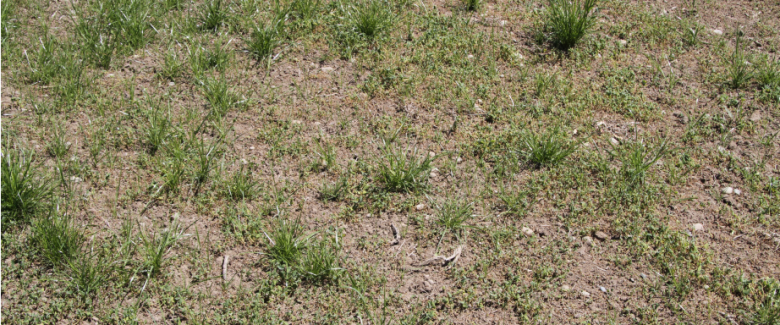 Greasy cut worm pasture