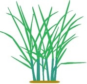 Max rye growth 1.jpg
