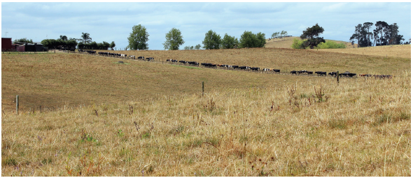 Pg 105 - Managing ryegrass on-farm Summer - Minimise the risk - photo.png
