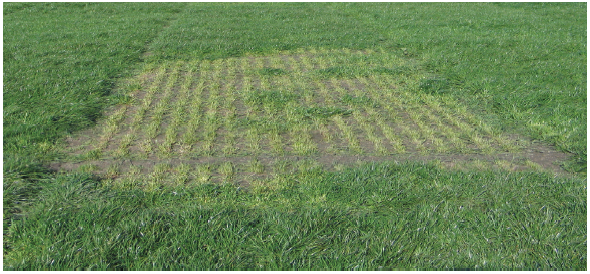 Pg 106 - Using tetraploid perennial ryegrass - Gettin the best out of tetraploids - photo.png