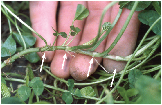 Pg 109 - Maximising white clover - Cultivar choice - photo.png