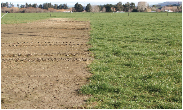 Pg 113 - Managing pasture in wet conditions - Summary - Photo.png