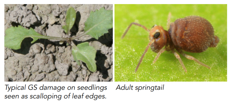 Springtails 
