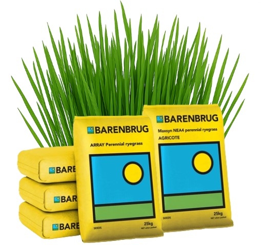 grass.jpg