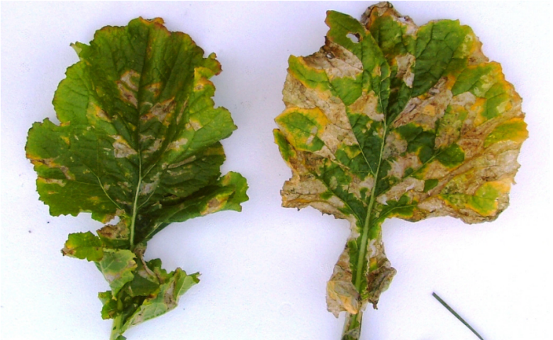 leaf miner